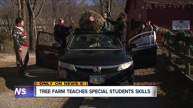 Unique Christmas tree farm teaches special students new skills