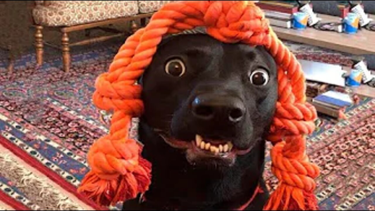 Best Animals 🔴 2 Minutes of Funny Cats and Dogs Videos 2022! #65