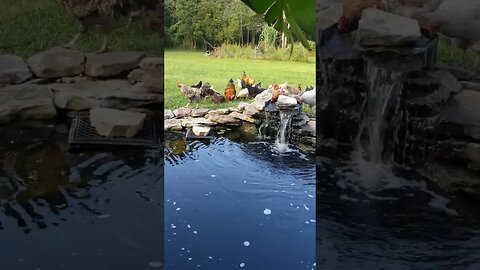 Chickens By The Pond #chickens #chickenshorts