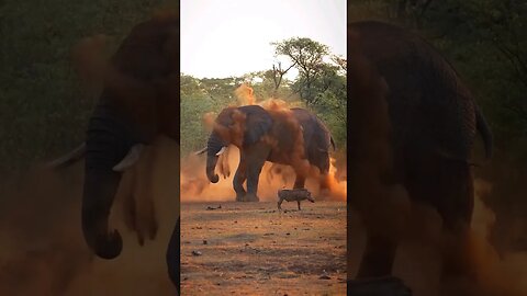 Elephant 🌎 ❤️😍 #shorts