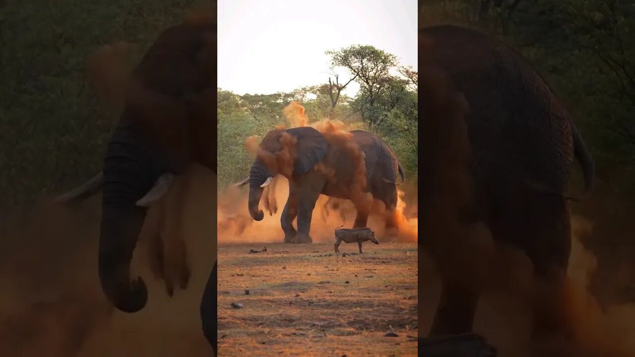 Elephant 🌎 ❤️😍 #shorts