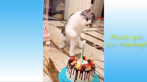 Cute and Funny Cat Videos Compilation