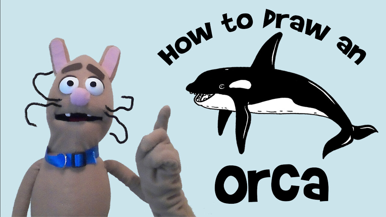 How to Draw an Orca