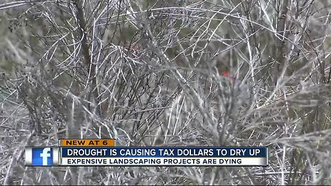 Drought killing landscaping projects, could cost you