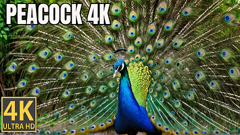 Peacock in 4K HDR 60 fps (FUHD) Dolby Vision