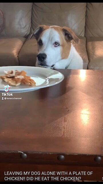 Leaving My ￼Dog Alone With A Plate Of Chicken