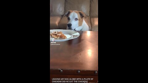 Leaving My ￼Dog Alone With A Plate Of Chicken