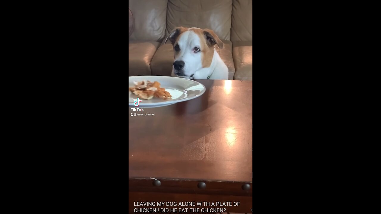 Leaving My Dog Alone With A Plate Of Chicken