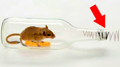 How to make a mouse trap with bottle 😱 Tutorial