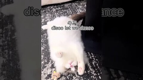 # inspiration sent such a pussy cat cat cafes work can feed themselves