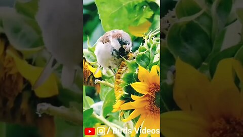 Relaxing Video