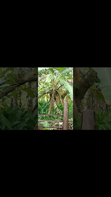 Gmelina Tree in Philippines #gmelina #nature #philippines #shorts