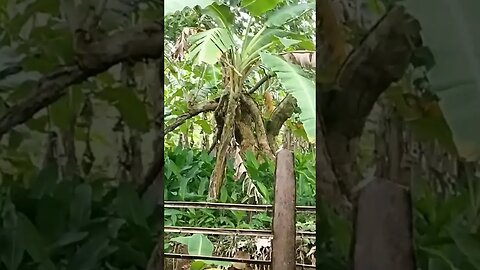 Gmelina Tree in Philippines #gmelina #nature #philippines #shorts
