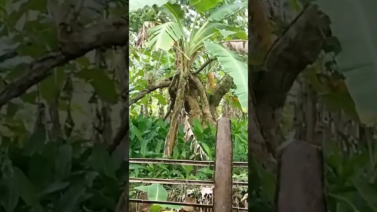Gmelina Tree in Philippines #gmelina #nature #philippines #shorts