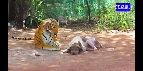 Fake Tiger prank dog funny video