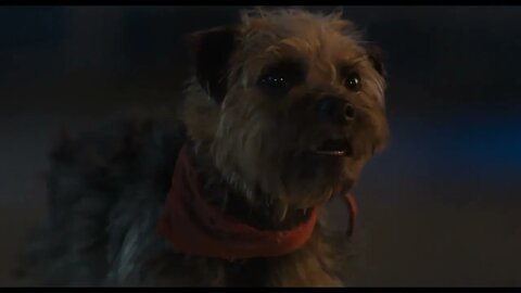 Jamie Foxx and Will Ferrell star in the new trailer for ‘STRAYS’