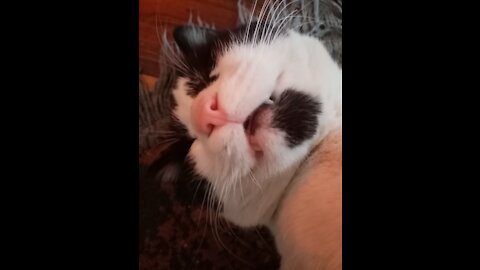 Funny sleeping cat with open mouth