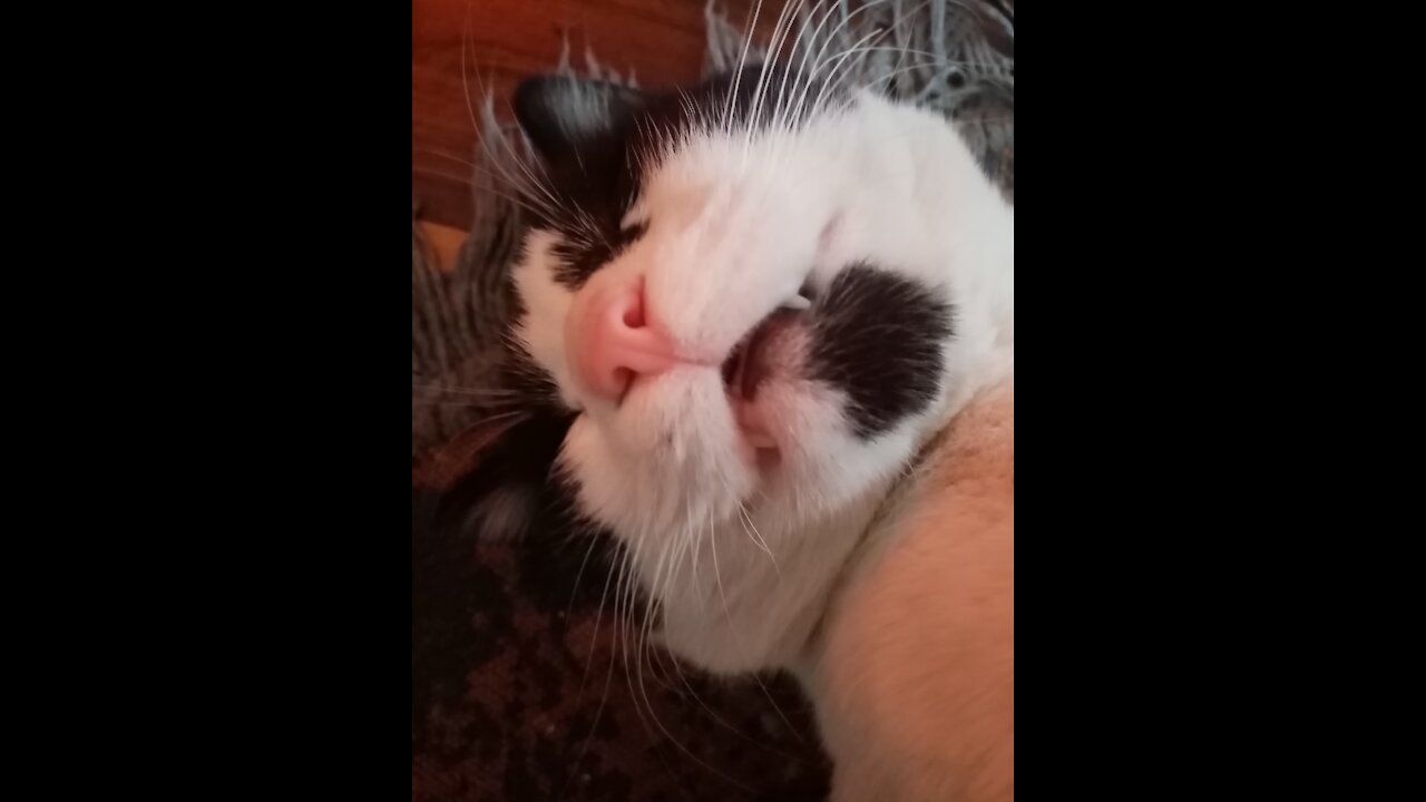 Funny sleeping cat with open mouth