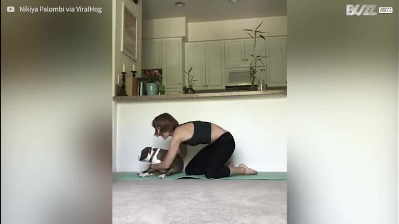 Ce chien pit-bull est l'ennemi du yoga