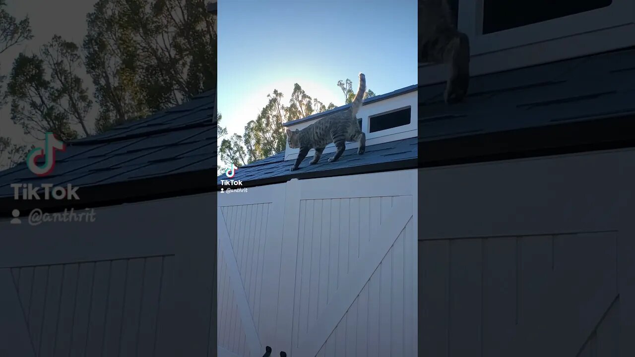 Cat Stuck On Roof