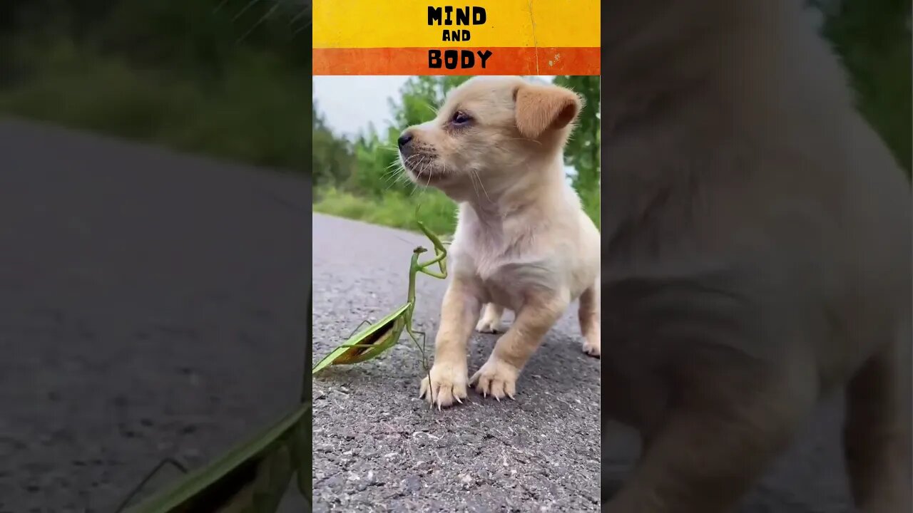 Heart Touching | 🐶 Dog Videos 2022 | 🐶 It's Dog's life | Mind and Body #shorts