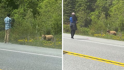 Ignorant people get carelessly close to a bear