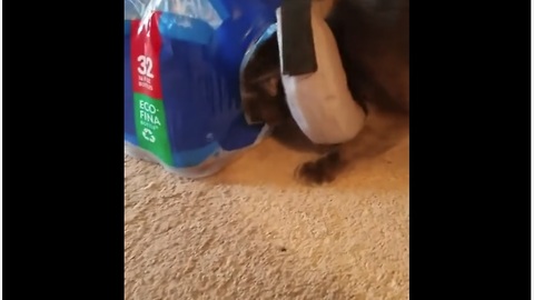 Protective collar blocks cat from desired playtime