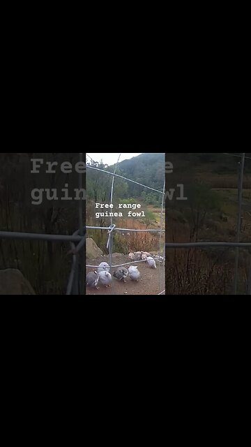 Farm surveillance. Free range guinea fowl
