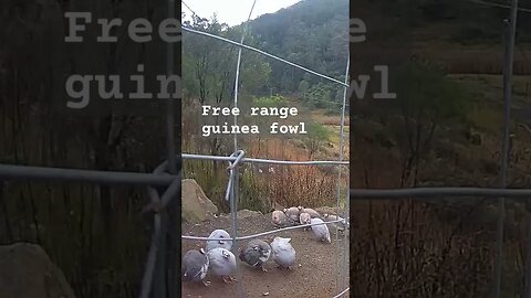 Farm surveillance. Free range guinea fowl