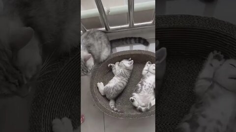 Very Cute Cats 🐈🐈 adorable Baby Cats #shorts #ytshorts