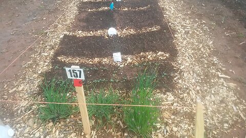 Wild Urban Gardens 2021 - "God is in the rain".