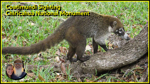 Coatimundi Playing In Chiricahua National Monument