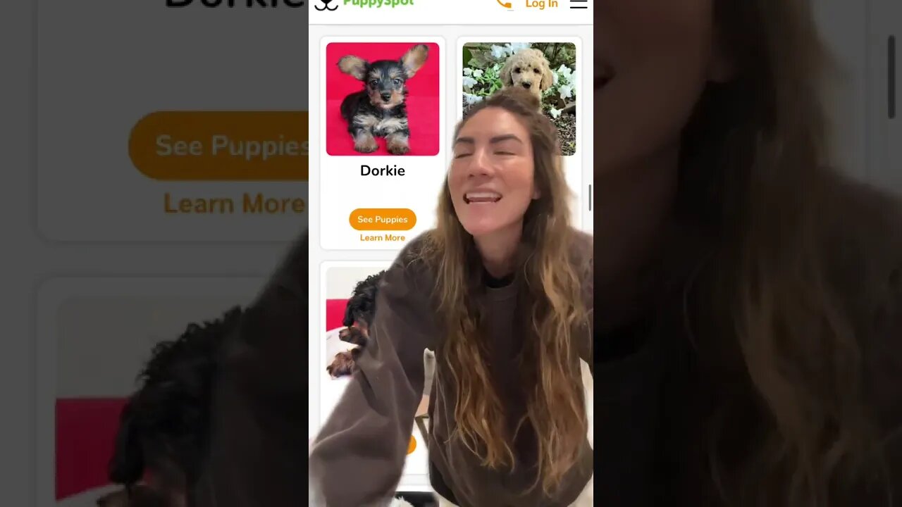 Dogs, Dogvideos for Doglovers only dof care tips and grooming tips 6