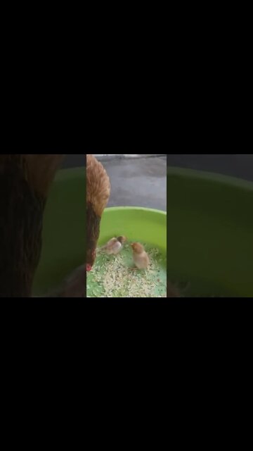 Galinha do olho azul defende suas crias🤣