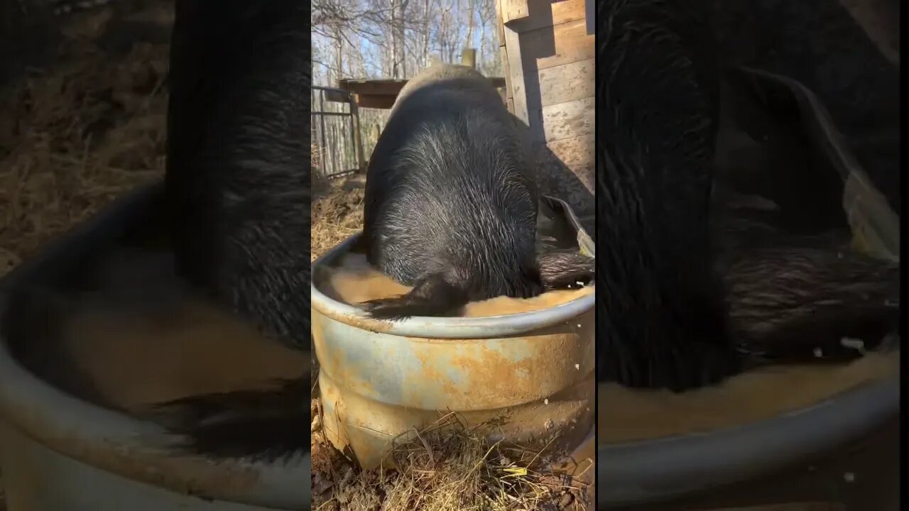A cool splash of water 💦. #hogs #pigs #pigsisbeautiful #homestead #ranch #homesteading #refreshing