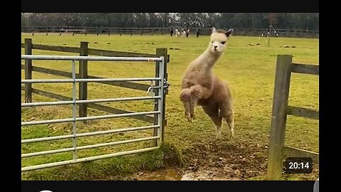 Funniest farm animals 😄😄🤣