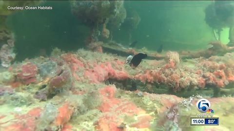 Algae becoming more toxic