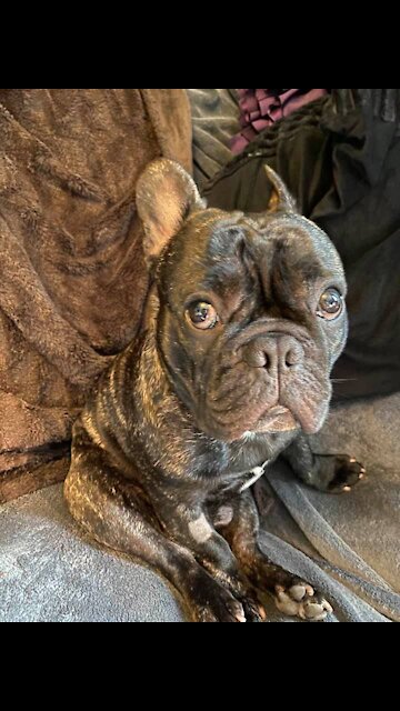 FRENCHIE BRUCE IS A STUCK UP