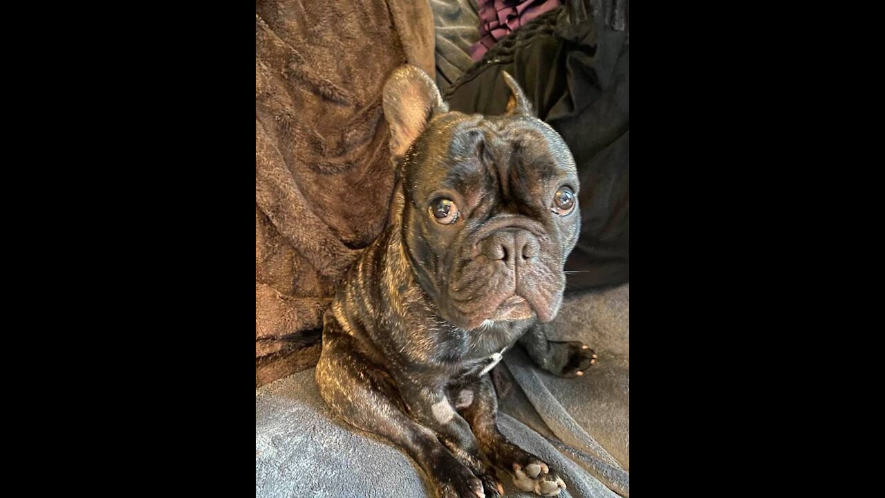 FRENCHIE BRUCE IS A STUCK UP