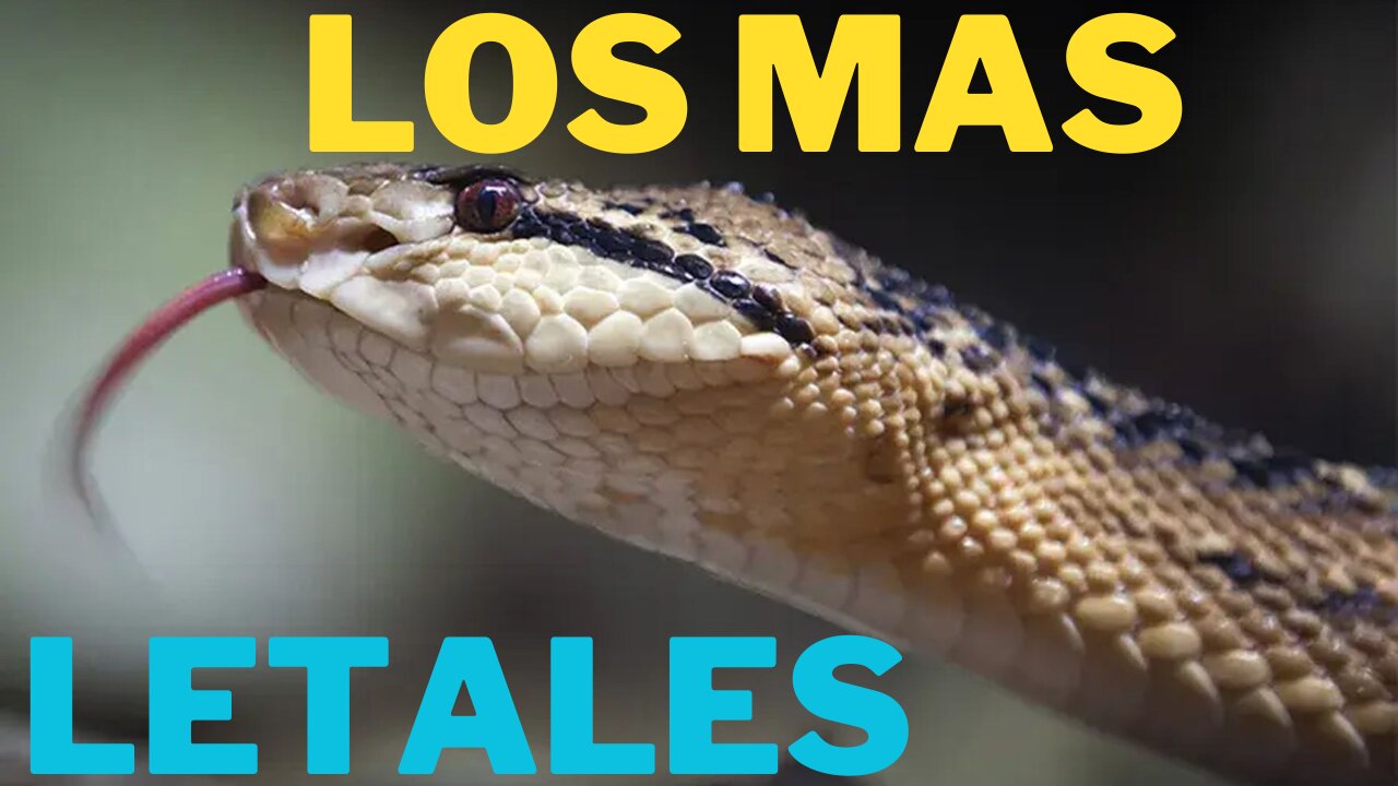 [DOCUMENTAL] LOS MAS LETALES ||Australia