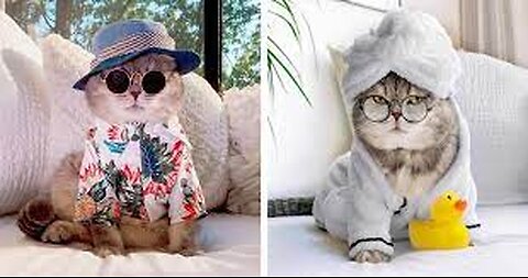 Cat Video || cute lovely cats 😘 funny momentsCat videos 🤣🤣 funny moments || comedy videos