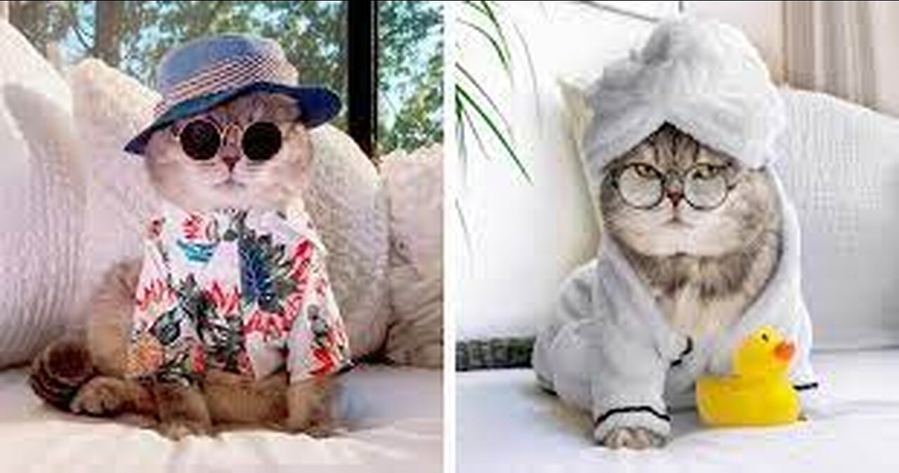 Cat Video || cute lovely cats 😘 funny momentsCat videos 🤣🤣 funny moments || comedy videos