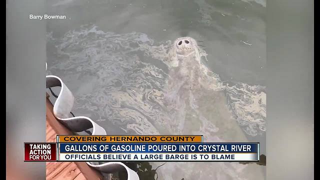 VIDEO: Manatee gets nose full of gasoline fumes in Crystal River canal after mysterious spill