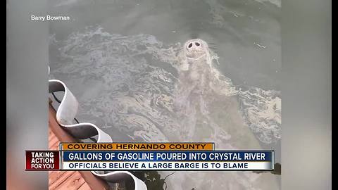 VIDEO: Manatee gets nose full of gasoline fumes in Crystal River canal after mysterious spill