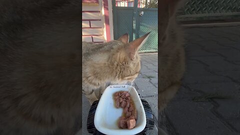 Feeding cat at rc car.