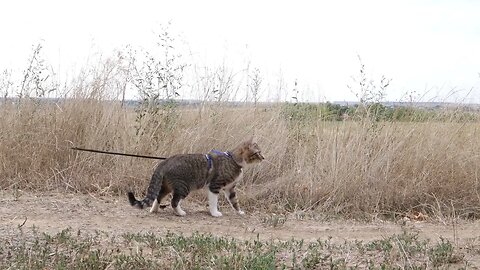 Explorer Cat Walks on a Field