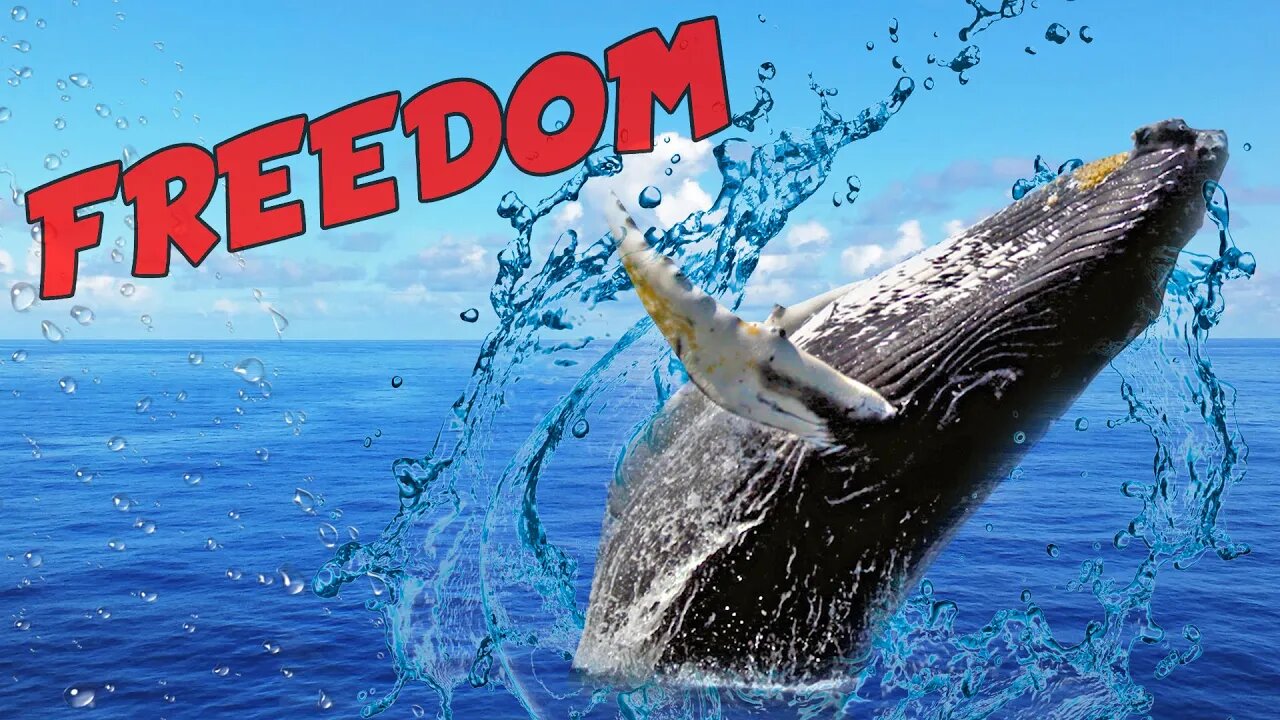 I Set The Whales Free | Fresh Start