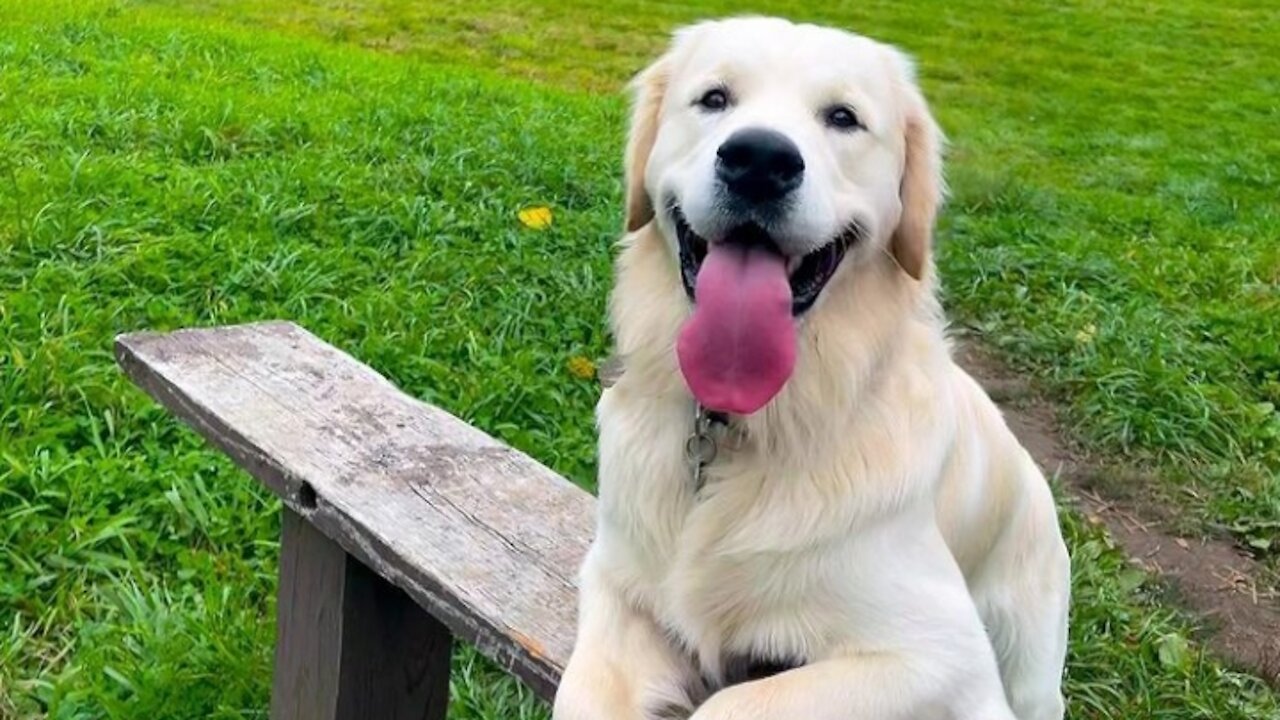 Dog Funny Video 🤣🤣 She is Right