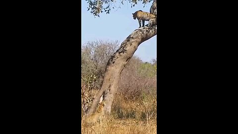 2 Fighting Leopards Take Dramatic Fall Out Of Tree