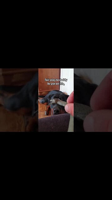 Snake RUN! It's OK he's a Rottweiler 🤣
